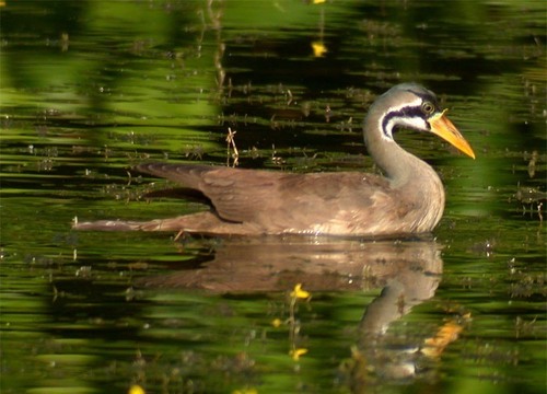 Masked Finfoot
