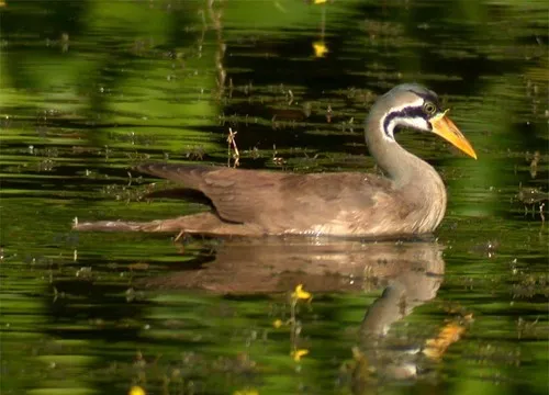Masked Finfoot