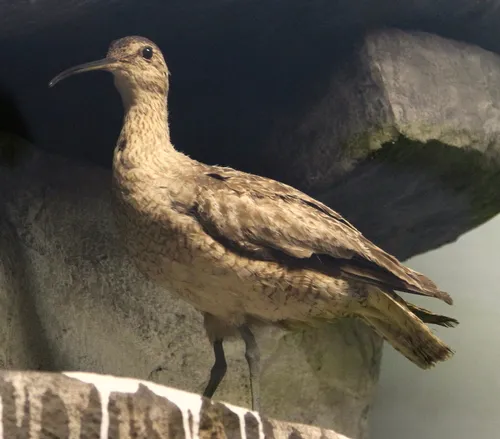 Eskimo Curlew