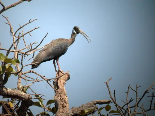 White-shouldered Ibis